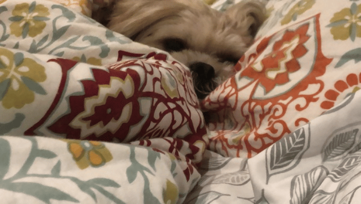 pet boarding East Hampton NY