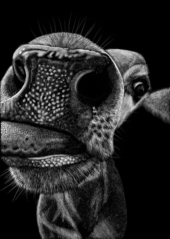 Cow Portrait ‘Mlem’