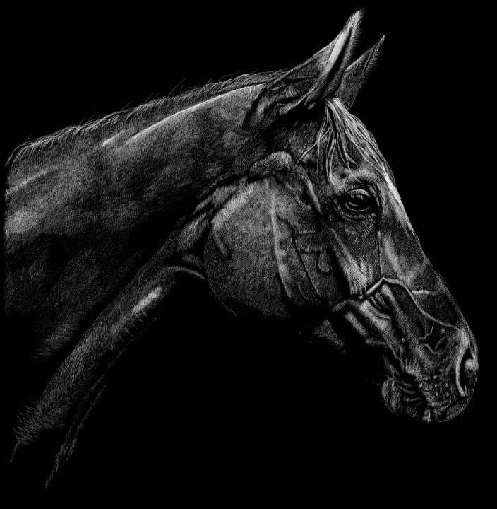 Horse Portrait ‘Bishop’