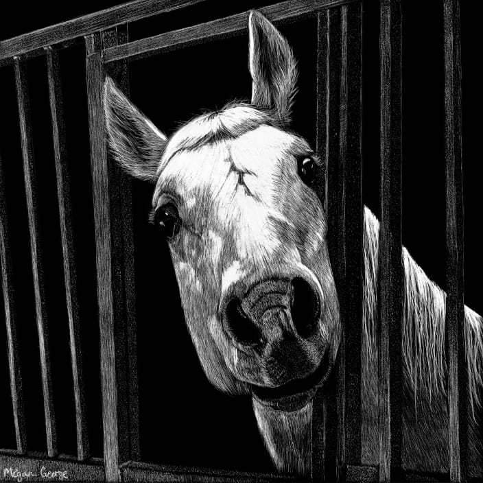 Horse Portrait ‘Balloo’