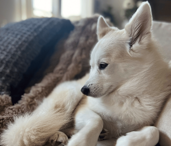 Pet Photographer Temple Texas