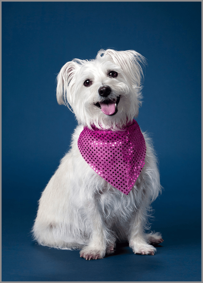 Shayna Maltese mix at the studio for her portrait.