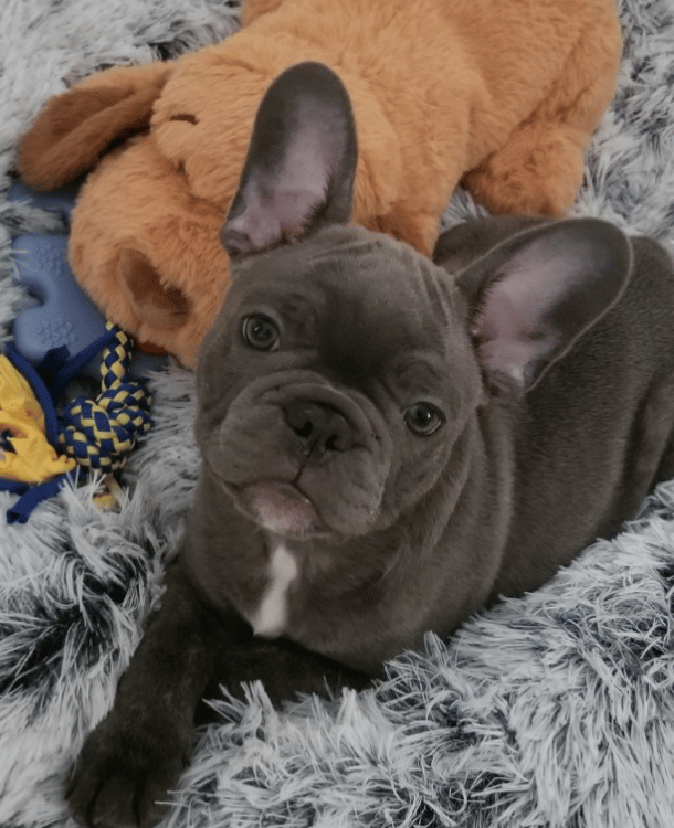 Puppy Training