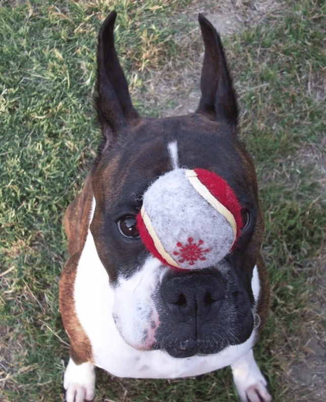 Trick Training