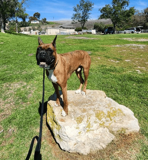 Urban Agility