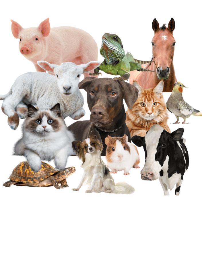 Pet Psychic for All Animals