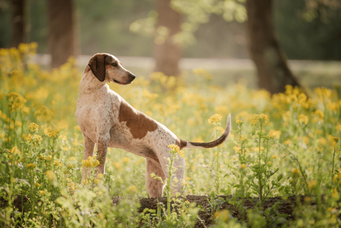 A mixed breed hound dog stands in a field of yellow wildflowers.