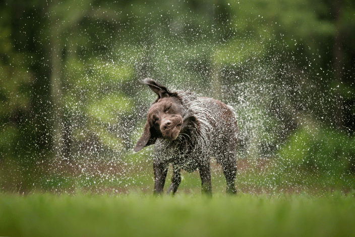 A chocolate labrador shakes off water standing on green grass with water droplets flying in every direction.