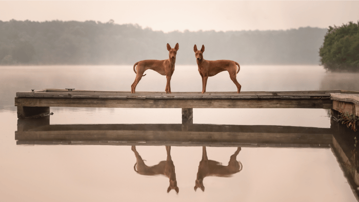 Two pharaoh hounds stand facing each other on a dock with their reflection showing in the water below.