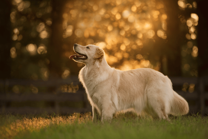 A Golden Retriever stands looking to the left while golden hour sunlight filters through the trees in the background. 