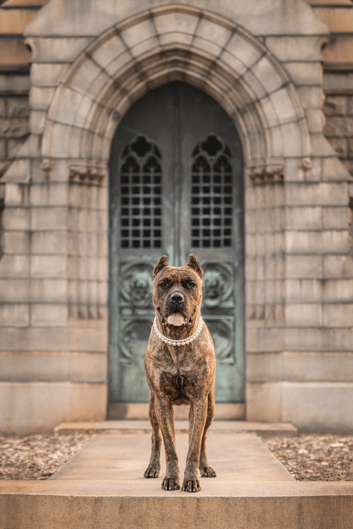 A cane corso stands centered in front of a unique aged copper door with a stone ornate building.