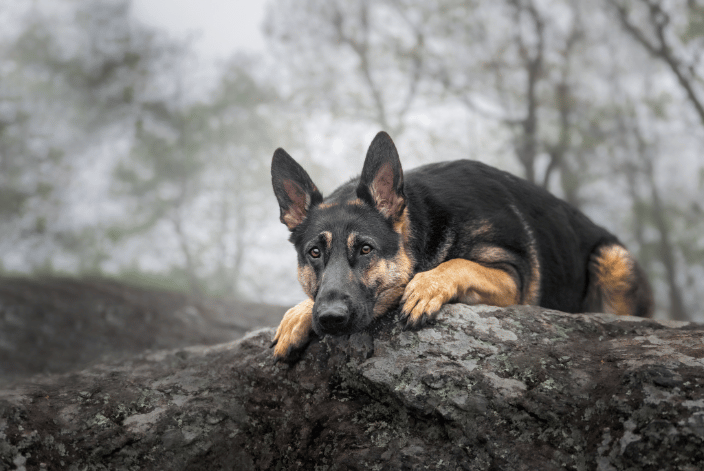 A German Shepherd perches on a rocky outcrop at the top of a mountain with foggy tress in the background.