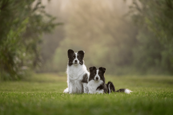 Two Border Collies on a grassy path in early morning light with sunlight filtering through fog in the background.