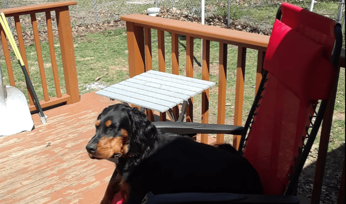 Dog Trainer Fountain MI