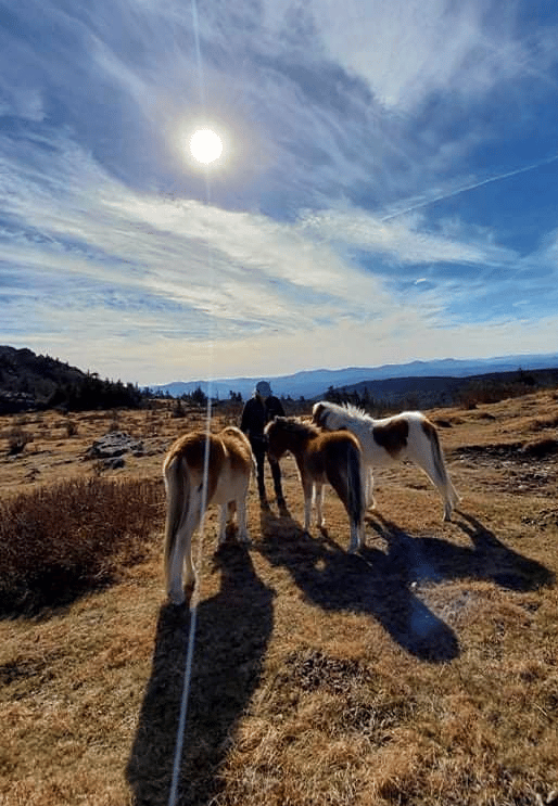 Connecting with wild horses in North Carolina 