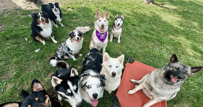 pet transportation Indianapolis Indiana
