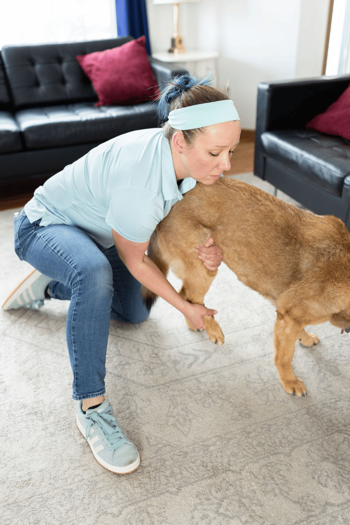 Dr.Jen evaluating a dog patient