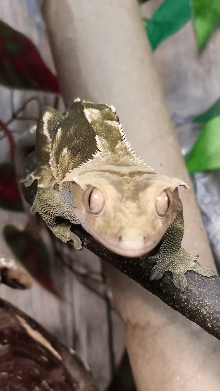 Rescued Crested Gecko