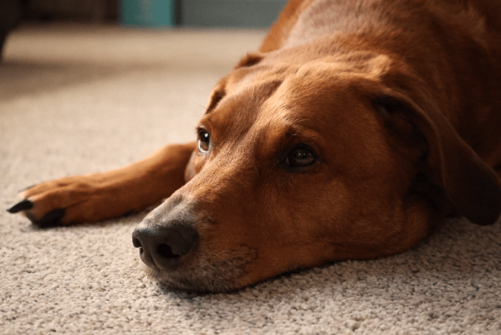 A Hound Resting on the Carpet