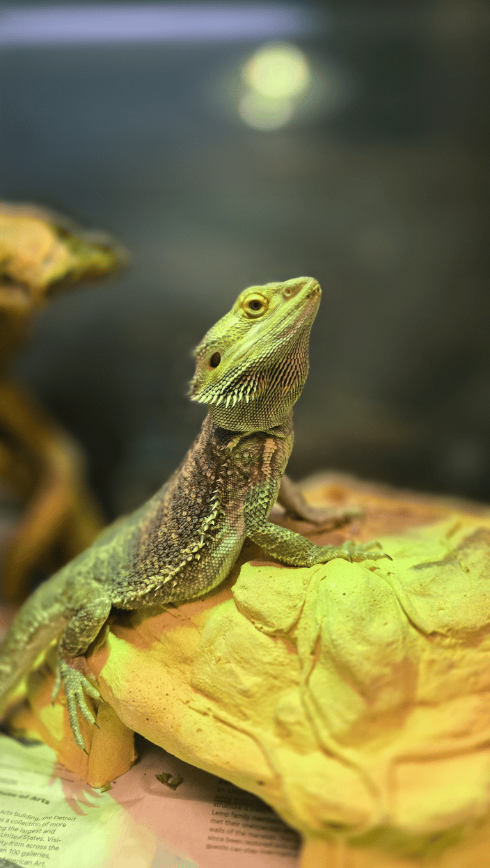 A Bearded Dragon Basking on Camera