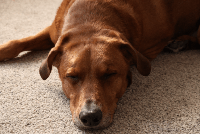 A Hound Sleeping on the Carpet