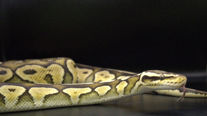 A Beautiful Ball Python Flickers It's Tongue