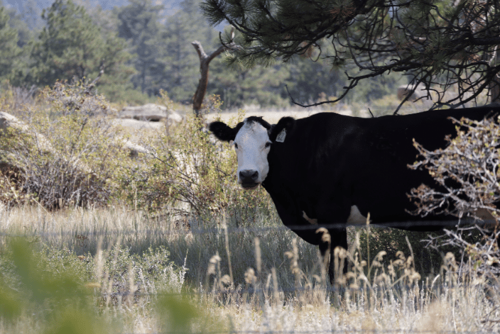 A Black and White Cow Stares Down the Photographer