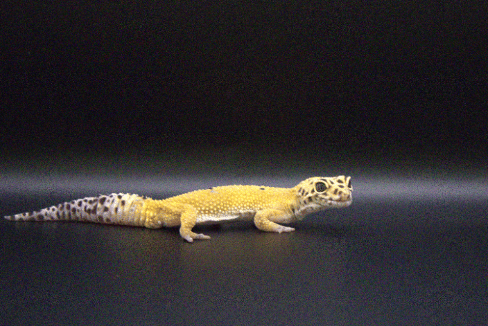 A Leopard Gecko Posing On Set