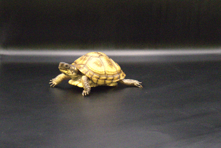 A Tiny Box Turtle Poses On Set