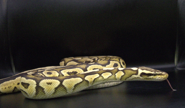 A Gorgeous Ball Python Flickers It's Tongue