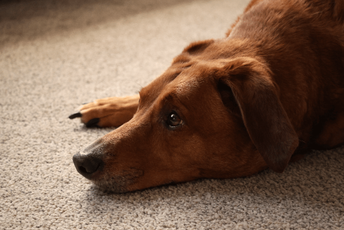 A Hound Focusing On Their Owner