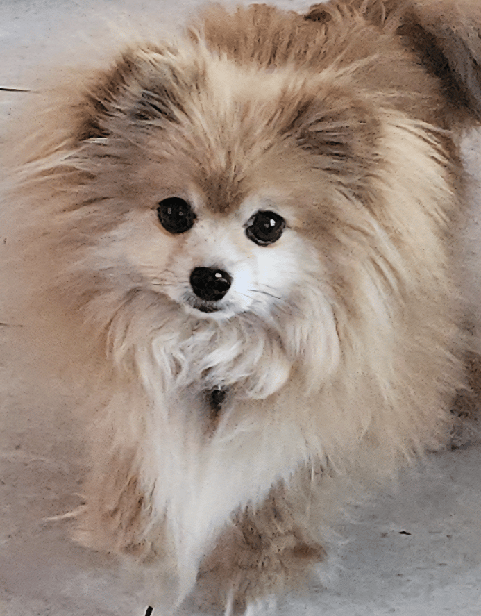 Pippa. She was pulled from a shelter with severe dermatitis and no coat. Good food, Reiki and the vet brought her back to a happy beautiful dog!