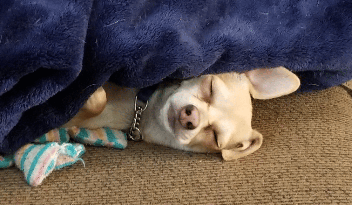 Butters! He LOVES Reiki. Another ex-Shelter dog. We love our rescues!
