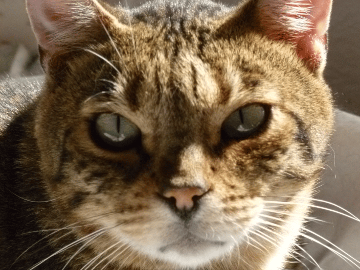 Frankie was a shelter boy that came to live with us. He loved Reiki!