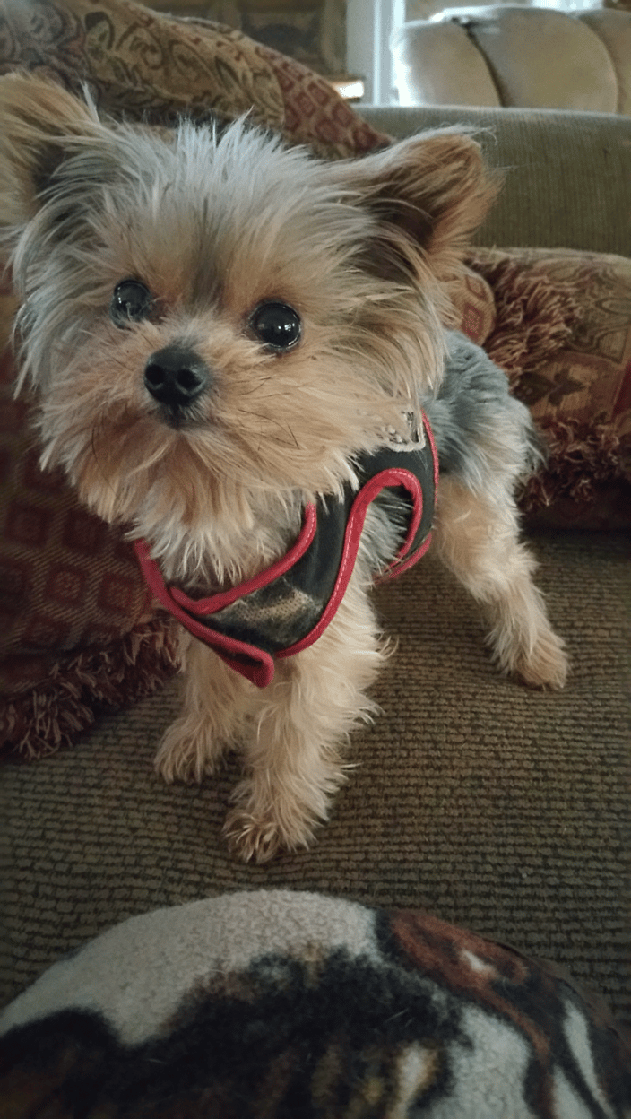 My little GumDrop. She had so many health issues that I had to bring her home and adopt her from the shelter. She would sit for Reiki for hours off and on.