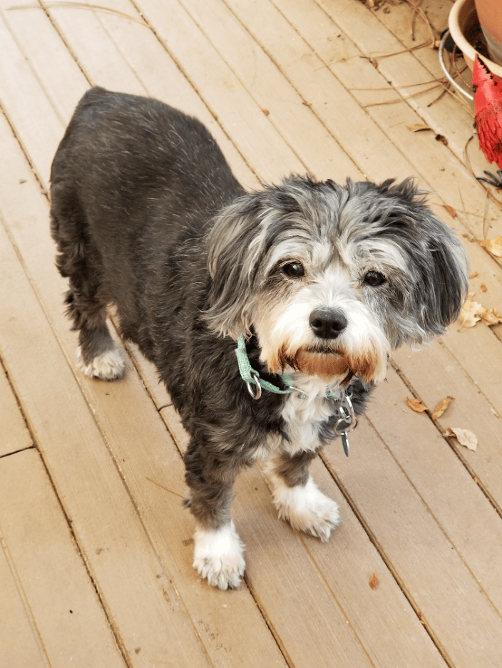My Suki. She won my heart my first day working at the shelter and lived with us for many more years. Another Reiki lover!