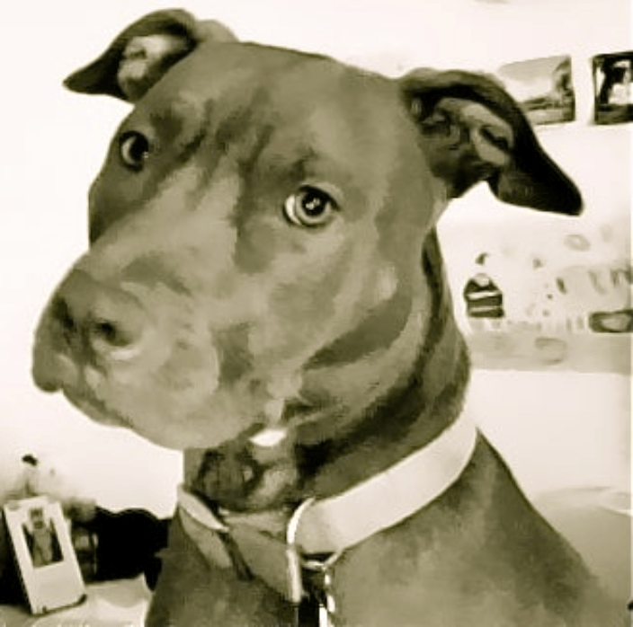 pet psychic New Jersey