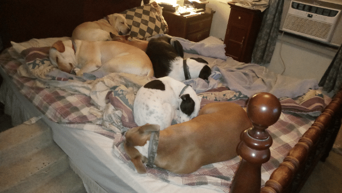 My and guest dogs chillin'