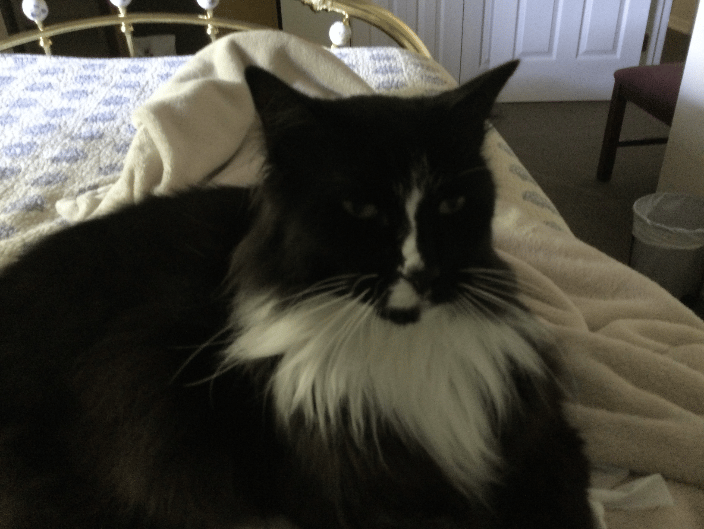 Relaxed pet in the comfort of his home