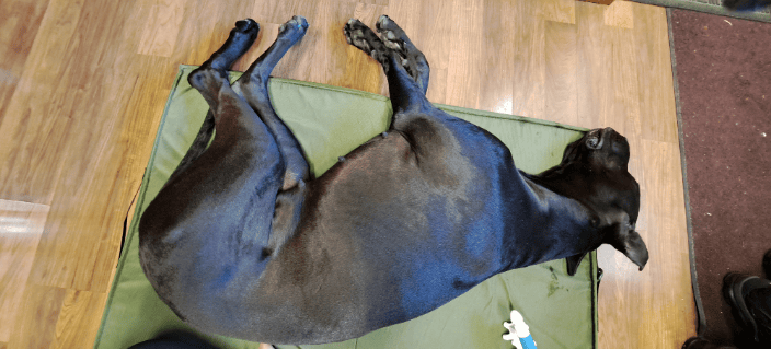 Great Danes benefit a lot from bodyworks, their long bodies get sore easily.