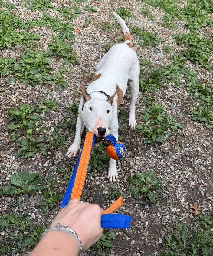Client dog Playing