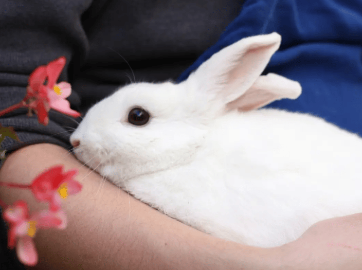 Pet Rabbit from  San Diego Humane Society