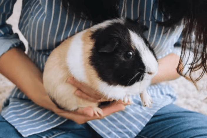 Guinea Pig from Humane World for Animals
