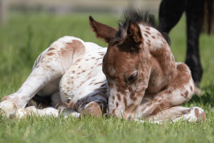 My mare's foal
