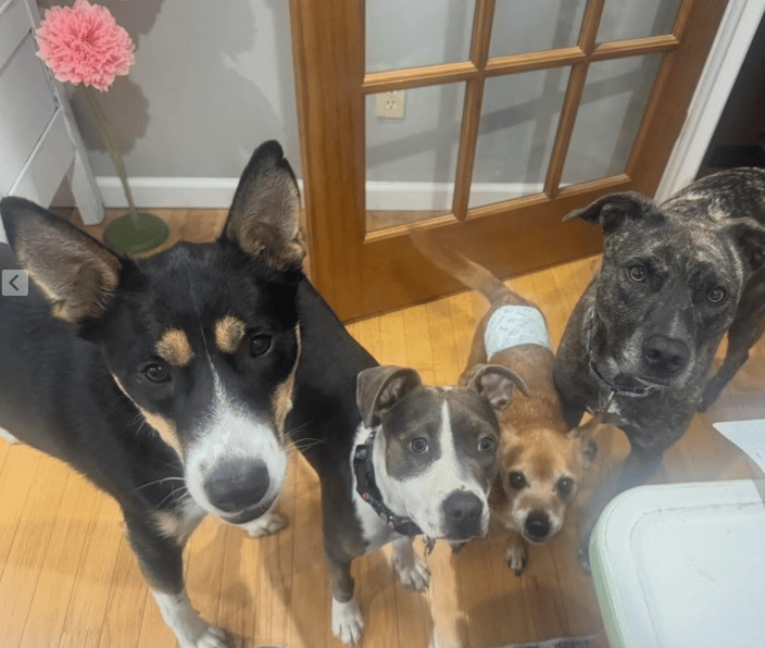 Client's family of dogs ❤️