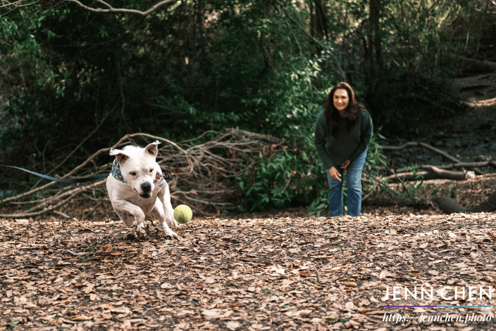 dog playing fetch in forest