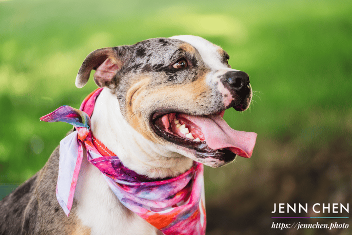 happy pitbull mix in a park