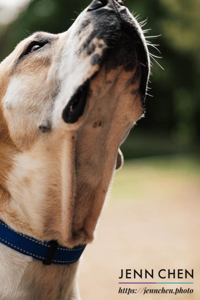 pitbull looking up at their parent