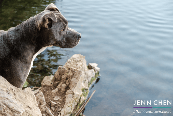 blue nose pitbull looking out over the lake