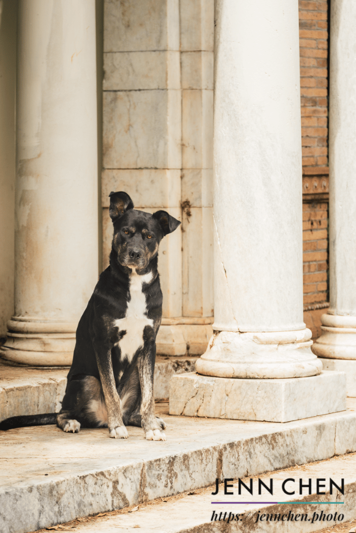black and white dog tilting head on marble stone steps